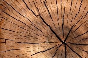 humidor cedro spagnolo